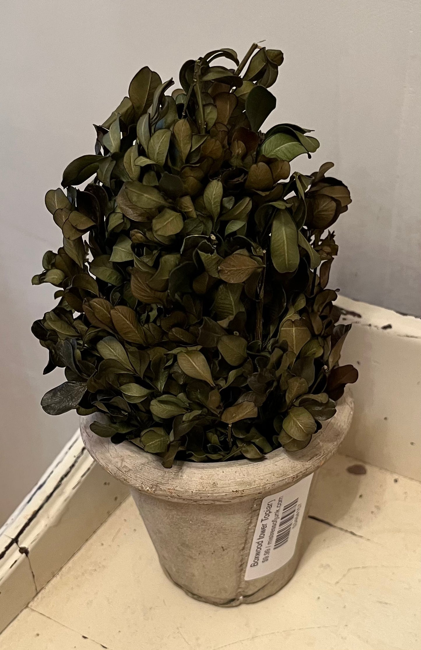 Boxwood Tower Topiary