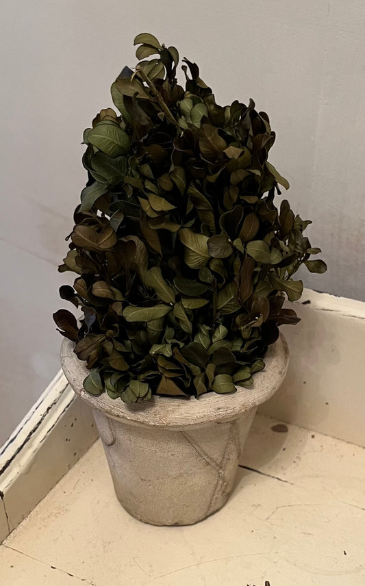 Boxwood Tower Topiary